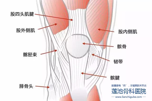 膝盖要有“肉”，才能预防关节炎